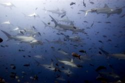 A very lucky dive off Darwin, Galapagos. I wonder what wa... by Chris Wildblood 